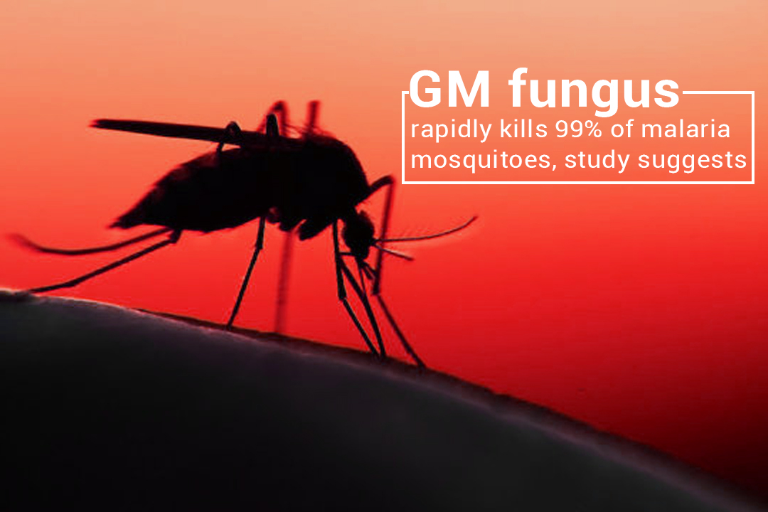 GM Fungus Rapidly Kills 99% of Malaria Mosquitos