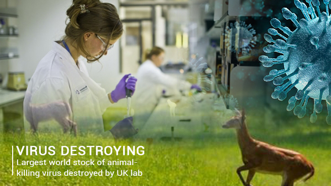 Lab of United Kingdom destroyed the world Largest Stock of animal-killing Virus