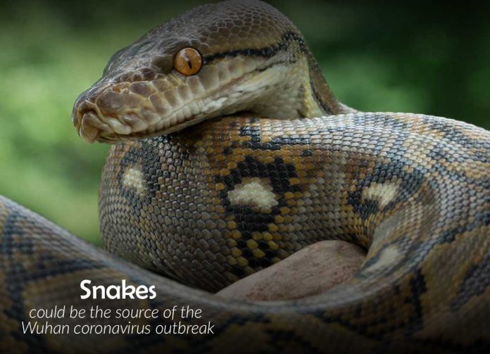 Snakes might be the origion of Coronavirus outbreak in Wuhan city