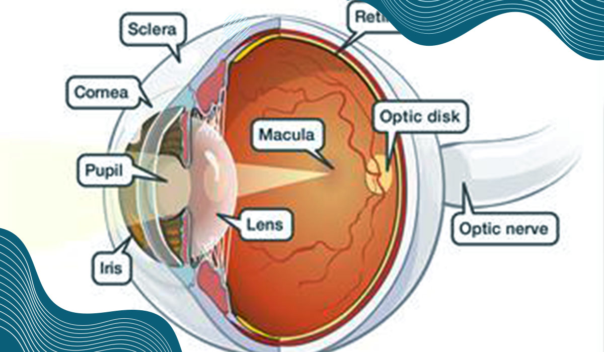 Interesting facts About Macular Degeneration