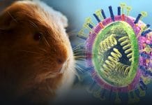Guinea Pigs are the cause of spreading Influenza virus