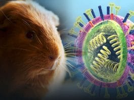 Guinea Pigs are the actual cause of spreading of Influenza virus