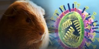 Guinea Pigs are the actual cause of spreading of Influenza virus