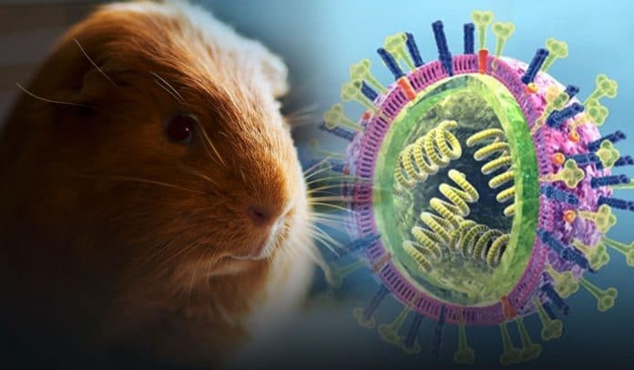 Guinea Pigs are the actual cause of spreading of Influenza virus