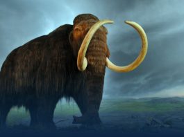 Geneticist George Church-Backed Company Raises $15 Million To Restore Woolly Mammoth from Disappearances