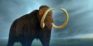 Geneticist George Church-Backed Company Raises $15 Million To Restore Woolly Mammoth from Disappearances