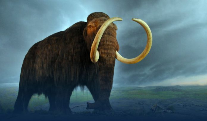 Geneticist George Church-Backed Company Raises $15 Million To Restore Woolly Mammoth from Disappearances