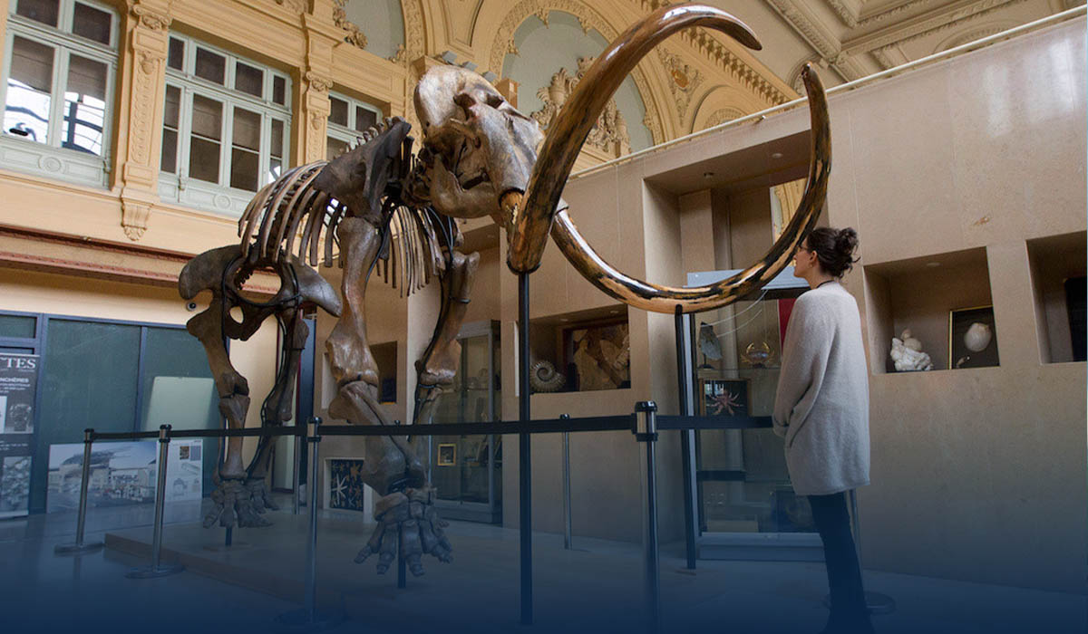 Geneticist George Church-Backed Company Raises $15 Million To Restore Woolly Mammoth from Disappearances