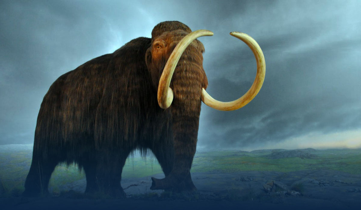George Church-Backed Company Raises $15 Million To Restore Mammoth